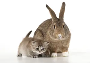 Agouti: RABBIT. agouti rabbit with 6 week old tiffanie kitten