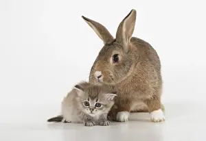 Agouti: RABBIT. agouti rabbit with 6 week old tiffanie kitten