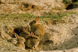 Warren: Rabbit - babies at warren opening