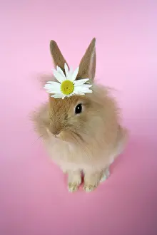 Rabbit - baby lion head rabbit (6 wks old)