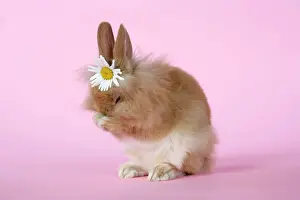 Rabbit - baby lion head rabbit (6 wks old) sneezing