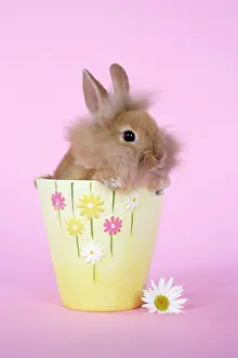 Easter: Rabbit - baby lion head rabbit (6 wks old)in a flower pot