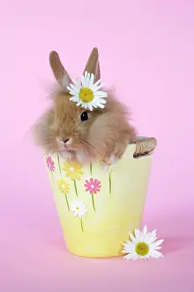 Dressed: Rabbit - baby lion head rabbit (6 wks old)in a flower pot