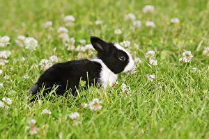 Rabbit - baby outside