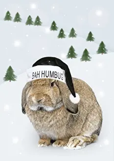 Anti: Rabbit with Bah Humbug hat in winter scene