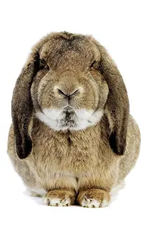 Belier: Rabbit - Belier francais breed