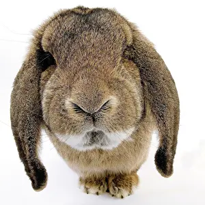 Belier: Rabbit - Belier francais breed