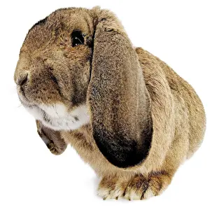 Belier: Rabbit - Belier francais breed