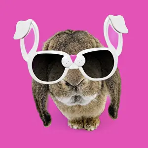 220218: Rabbit - Belier francais breed wearing bunny rabbit