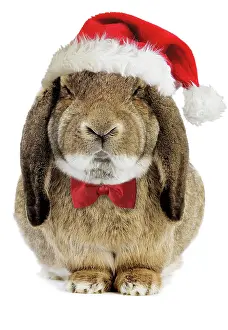Belier: Rabbit Belier francais breed - wearing CHristmas