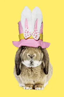 220218: Rabbit - Belier francais breed wearing easter top hat