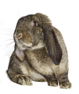 Belier: Rabbit belier francais Garenne grey