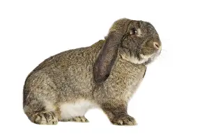 Belier: Rabbit belier francais Garenne grey profile shot