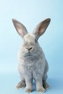 Normal: RABBIT - Beveren (normal), front-view, studio shot