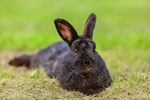 Metzingen: rabbit - black rabbit laying on a meadow looking
