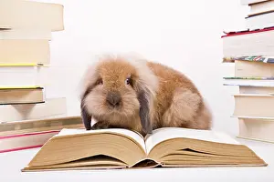 Read: Rabbit with books