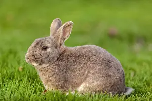 Metzingen: rabbit - brown rabbit sitting on a meadow looking