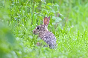 Browsing: Rabbit - Browsing in hedgerow