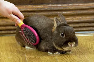 Brushed: Rabbit - being brushed