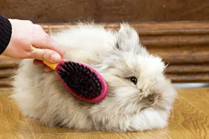 Brushed: Rabbit - being brushed
