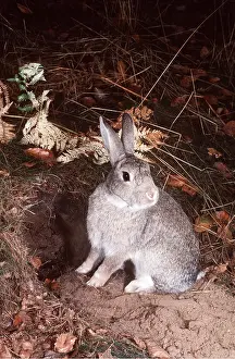 Burrows: RABBIT - at burrow