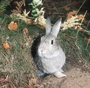 Burrows: RABBIT - At burrow entrance