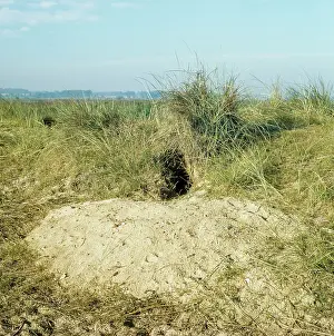 Warren: Rabbit burrow in sand dune - showing sand excavated
