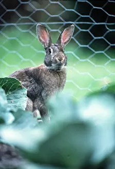 Patch: RABBIT - in cabbage patch