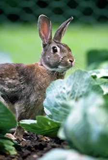 RABBIT - in cabbage patch, garden
