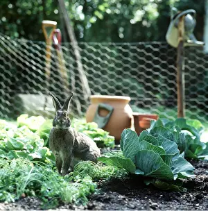 Cabbages: RABBIT - in cabbage patch in vegetable garden