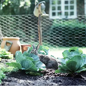 Cabbages: RABBIT - in cabbage patch in vegetable garden