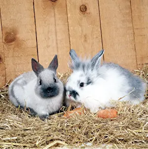 Lops: RABBIT - two with carrots in hutch