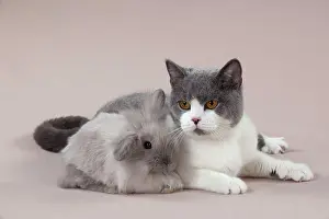 RABBIT & CAT - Baby dwarf rabbit sitting with british
