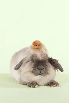 Lionhead: RABBIT & CHICK - Lionhead Rabbit with chick sitting