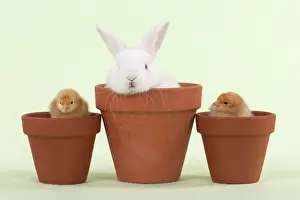 Satin: RABBIT & CHICK - Mini Ivory Satin Rabbit sitting