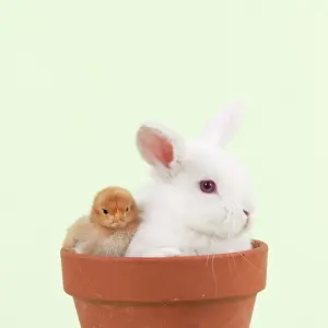 Satin: RABBIT & CHICK - Mini Ivory Satin Rabbit sitting