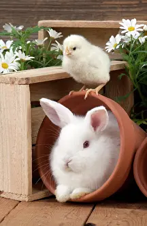 Satin: RABBIT & CHICK - Mini Ivory Satin Rabbit - sitting