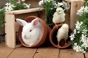 Satin: RABBIT & CHICKS - Mini Ivory Satin Rabbit - sitting