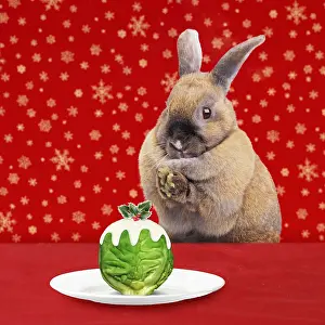 Pudding: Rabbit at Christmas with Brussell Sprout pudding