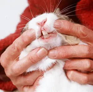 Choosing: RABBIT - Close up, showing teeth