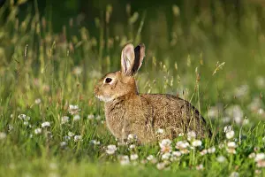 Clovers: Rabbit - with clover