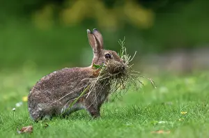 Gather: Rabbit - Collection Grass for Bedding - UK