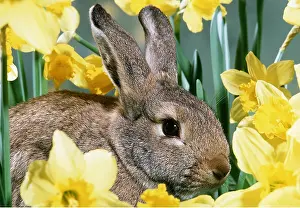 Daffodils: RABBIT - in daffodils