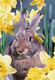 Daffodils: RABBIT - in daffodils