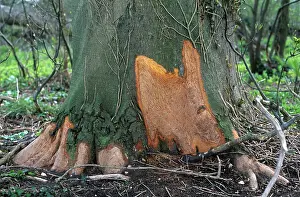 Chewing: Rabbit damage to tree