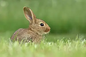 Cuniculus: Rabbit, domestic, mixed breed with German Giant