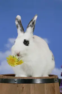 Dandelions: Rabbit - domestic white on barrel, feeding on dandelion