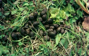 Faeces: Rabbit - droppings