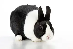RABBIT - Dutch