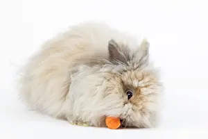 Carrots: Rabbit - Dwarf Angora Blue and Tawny - eating carrot
